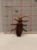 Brown Beetle  Toy Animal